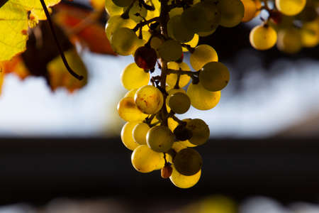 Close up of green grapes in the sunlightの写真素材