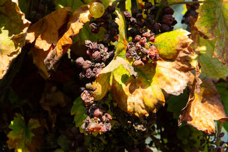 Close up of dry green grapes in the sunlightの写真素材