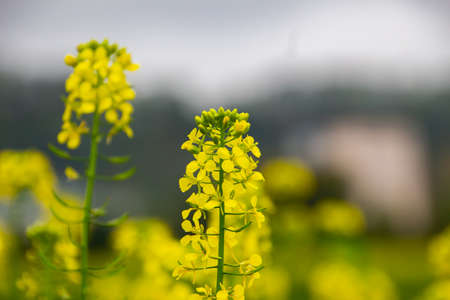 Close up of yellow flowers of rapeseed, also called Brassica napus or Rapsの写真素材