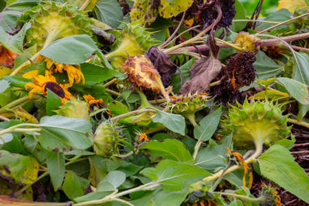 Dead sunflowers on a pile of compost