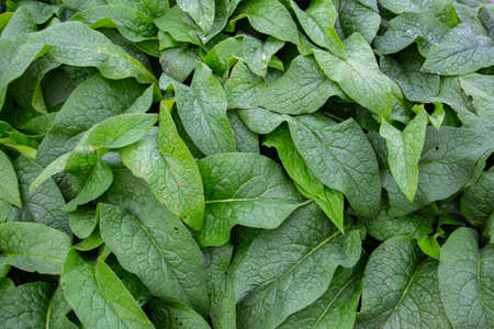 Lush green leaves of common comfrey for natural background, also called Symphytum officinale or Beinwellの写真素材