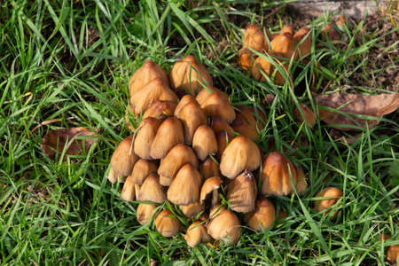 Top view of Glistening inkcap mushrooms in the grass, also called Coprinellus micaceus or...