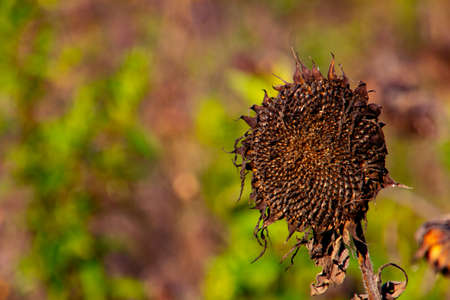 Close up of a dry sunflower plant in autumn