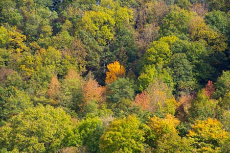 Hillside with autumn forest colors for natural background