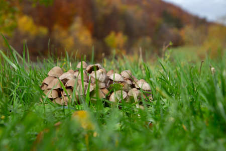 Close up of a group of many Mycena mushrooms growing in the grassの写真素材