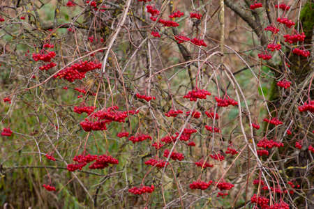 Red berries of the viburnum opulus hanging on bare branches, also called guelder rose, water elder or common snowballの写真素材