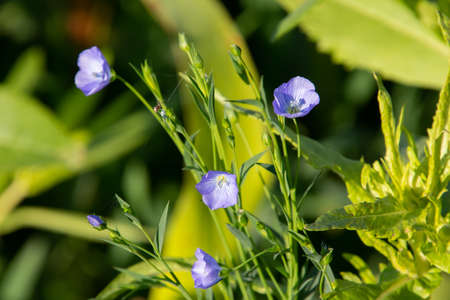 Blue flowers of common flax, also called Linum usitatissimum, linseed or flaxの写真素材
