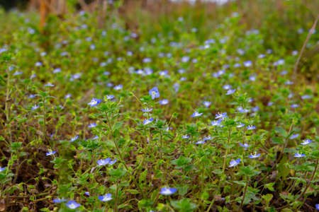 Many blue flowers of corn speedwell with selective focus and copy space, also called veronica arvensis or Feld Ehrenpreisの写真素材