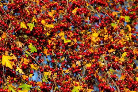 Branch with fresh red hawthorn berries, also called Crataegus, quickthorn or thornappleの写真素材