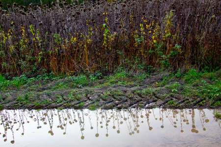 Dead sunflowers reflecting in a water puddle between tractor tracks