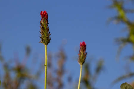 Side view of crimson clover on natural blue sky background, also called Trifolium incarnatum or Inkarnatkleeの写真素材