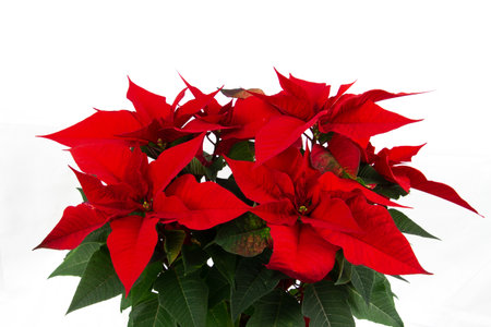 Poinsettia plant isolated on white background with copy spaceの写真素材