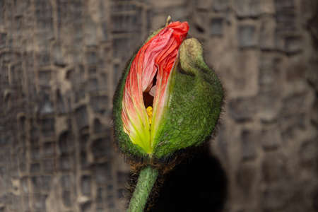 Partially opened bud of a red poppy, also called papaverの写真素材