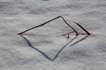 Grain stubble in a snow covered field in winterの写真素材