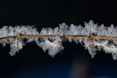 Small twig covered with big hoarfrost ice crystals isolated on dark backgroundの写真素材