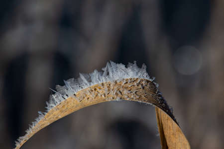 Leaf of feather reed grass covered with hoarfrost ice crystals in winterの写真素材