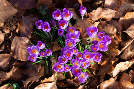 Purple saffon crocus growing between dry brown leaves, also called crocus vernus or Krokus