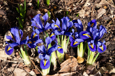 Blue netted iris in spring, also called Iris reticulata or dwarf iris