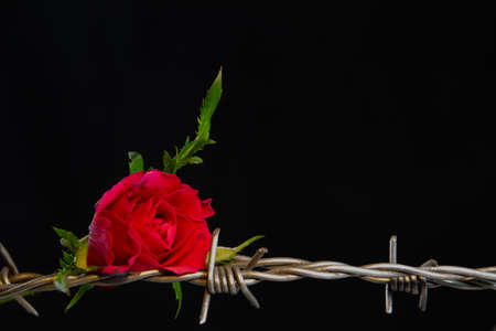 Red rose blossom laying on barbed wire isolated on black background, concept of love and painの写真素材