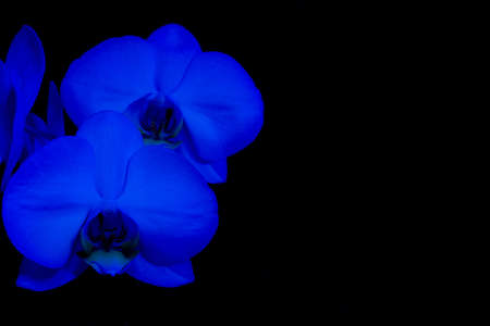 Blue orchid blossom isolated on black backgroundの写真素材