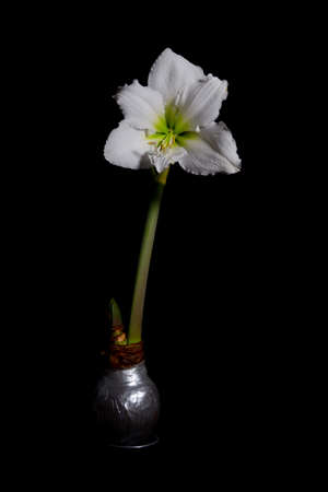 Single white amaryllis flower blossom with wax bulb isolated on black backgroundの写真素材