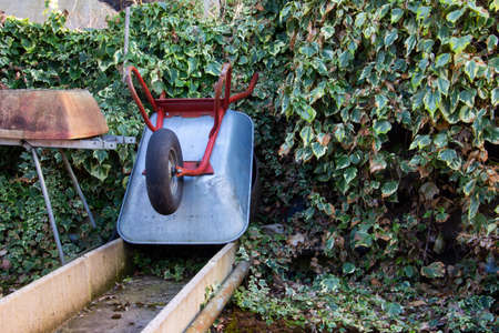 A metal wheelbarrow leaning against a wall in a greenhouse covered with plantsの写真素材