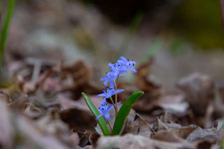 Close up of an alpine squill with shallow depth of field and copy space, also called Scilla bifolia...