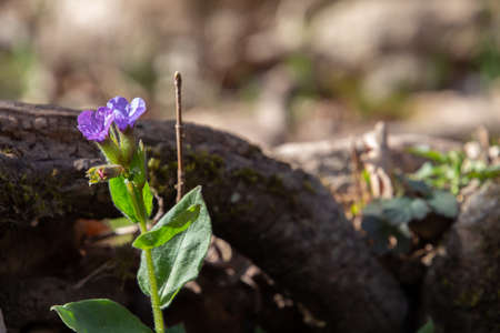 Close up of blue lungwort flower with copy space, also called Pulmonaria officinalis or Lungwortの写真素材