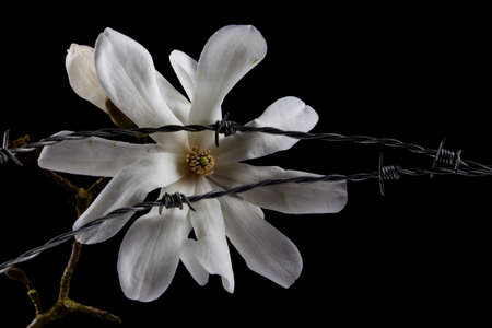 Close up of white blossom of a Kobushi Magnolia and barbed wire isolated on black background, also called Magnolia kobusの写真素材