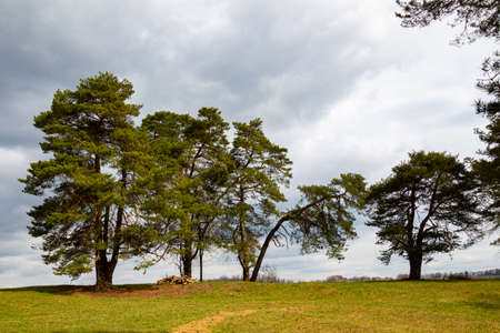 Row of pine trees on a hillの写真素材