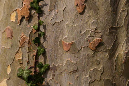 Ivy growing on the bark of a plane tree for natural background with copy space, also called...