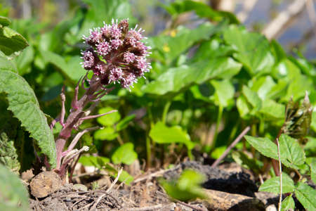 Purple blossom of the common butterbur, also called Petasites hybridus or Gewoehnliche Butterburの写真素材