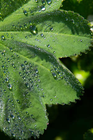 Close up of green leaf of lady s mantle or Alchemilla with dew drops