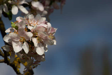 Close up of apple blossoms on a branch of an apple tree