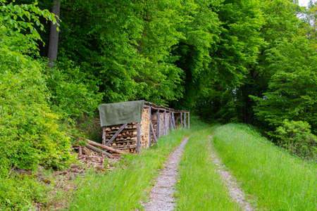 Dirt road leading into the forest with wood pile on the sideの写真素材