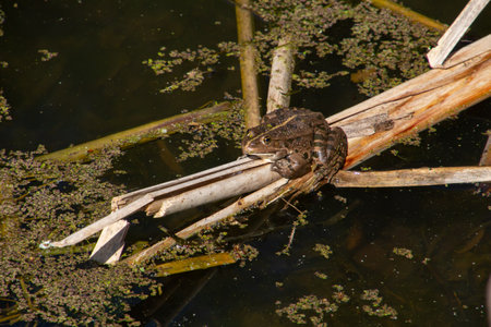 Brown frog sitting on reed, also called Pelophylax esculentus or Teichfroschの写真素材