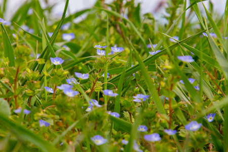 Blue blossoms of persian speedwell, also called Veronica persica or Persischer Ehrenpreisの写真素材