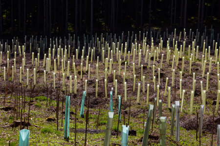 Tree nursery in the forest, plastic tubes protecting seedlingsの写真素材