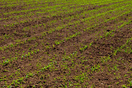 Field with young corn seedlings on a sunny day