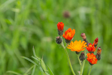 Close up of orange hawkweed with copy space, also called Hieracium aurantiacum or hawkweed