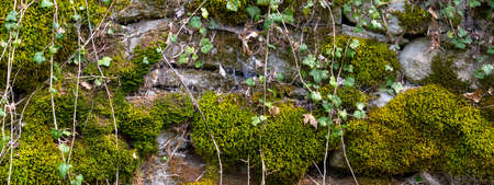 Wide panorama of an old natural stone wall covered with green and brown moss and ivy for natural backgroundの写真素材