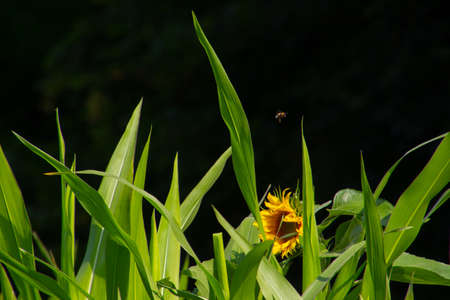 Sunflower behind big leaves of a corn field