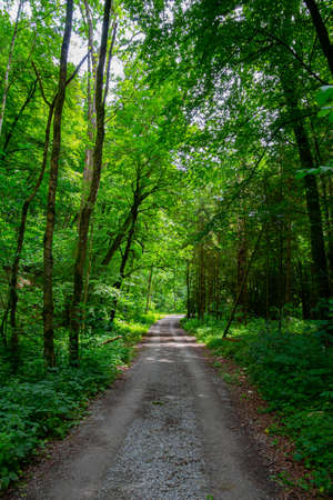 Dirt road leading through the forest