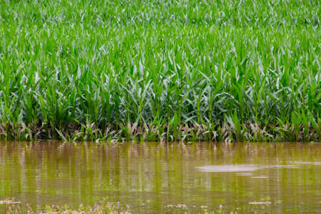 Flooded corn field after heavy rain in summerの写真素材