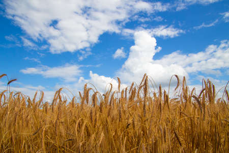 Top of a blooming cornfieldの写真素材