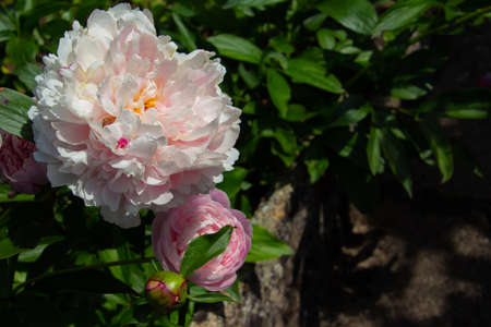 Top of a blooming cornfieldの写真素材