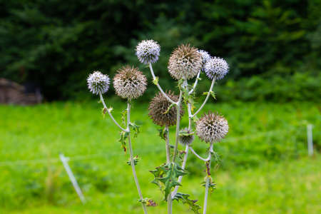 Globe thistle also called Echinops or Globe thistleの写真素材