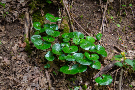 Green leaves of a common hazel root, also called Asarum europaeum or Haselwurzの写真素材