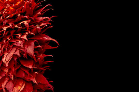Red japanese maple leaves on black background with copy space
