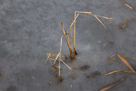 Close up of ice and dry reed grass in a lake in winter